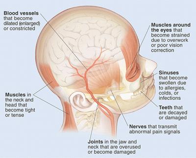 - There are 9 areas of the head and neck with pain sensitive structures: the cranium,