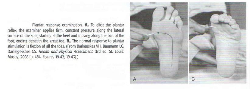 Ankle (S1) Plantar firm stroke blunt
