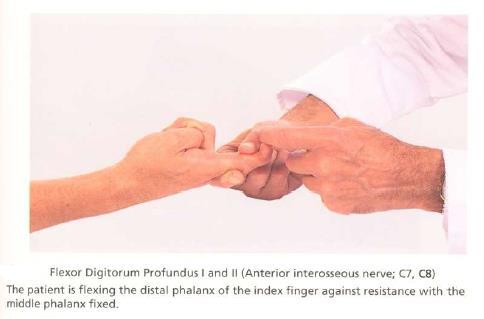 Finger Flexion ( C8,