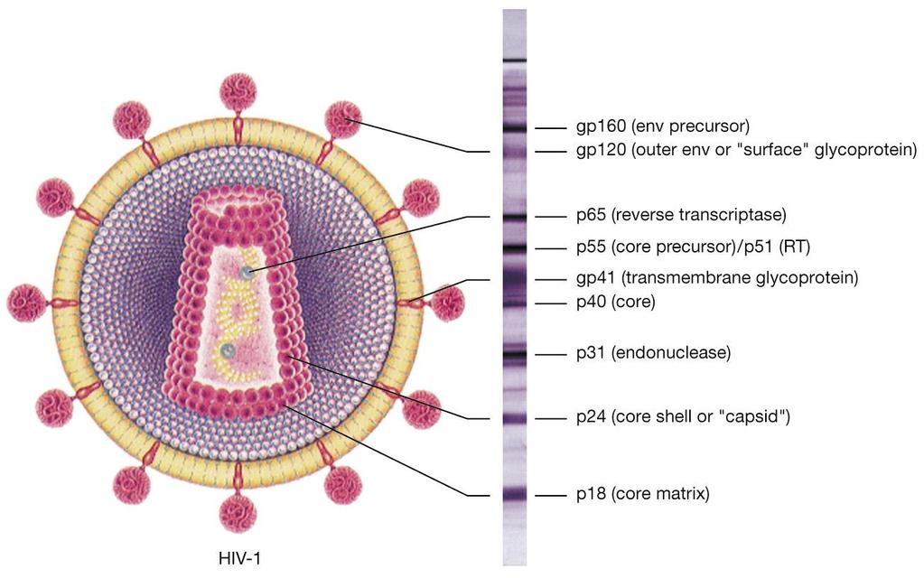 Bio-Rad HIV-1 Western Blot Assay GS HIV-1 Western blot nitrocellulose strip utilizes native