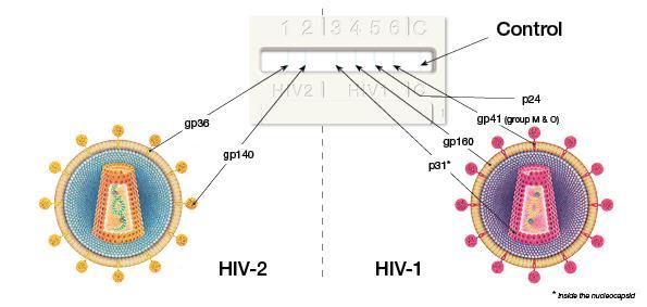 «NEW» Geenius HIV-1/2 Supplemental Assay Geenius HIV Supplemental assay 6 assay lines and