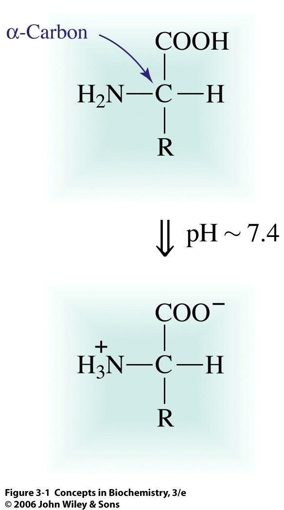 At physiological ph, acidic (and basic) groups are either protonated or deprotonated.