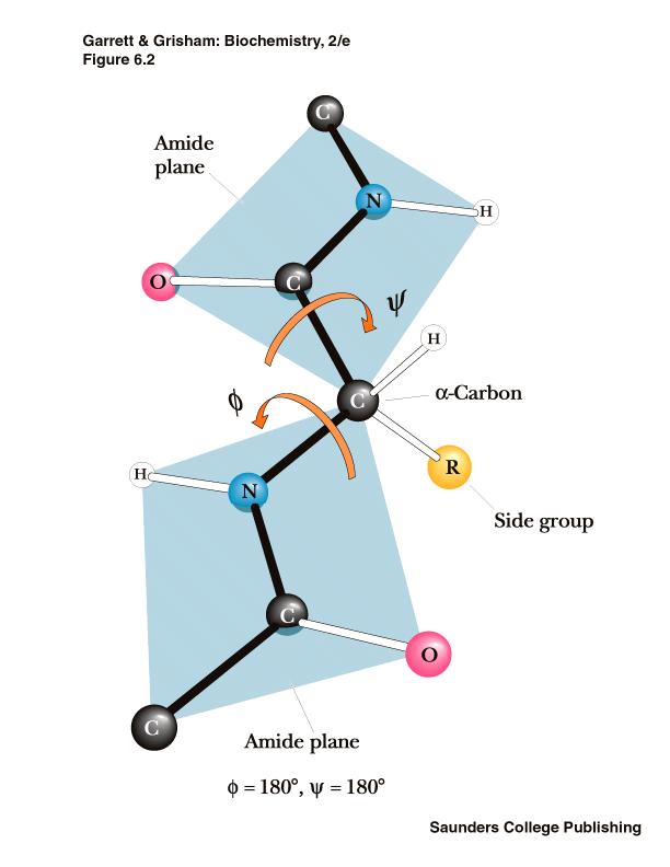 Not all conformauon is possible because of the protein s planar backbone Two degrees of freedom per residue for the pep1de chain Angle about the C(alpha) N bond is denoted phi Angle