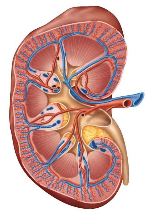 13.2 natomy of the Kidney & xcretion pages 414-417 6. dentify the detailed parts of the kidney as indicated below.