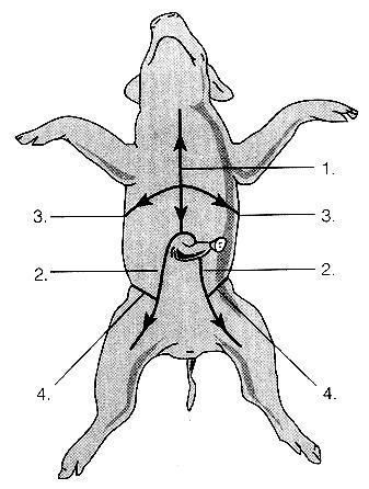 Part II: Opening the Abdominal and Chest Cavities The Abdomen Digestive System A. Place the pig on its back in the dissecting tray. Tie a piece of string around the wrist of one of the front legs.
