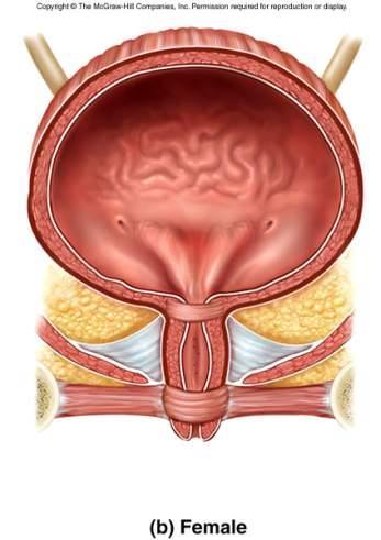 Female Urethra 3 to 4 cm long External urethral orifice between vaginal orifice and clitoris Internal urethral sphincter