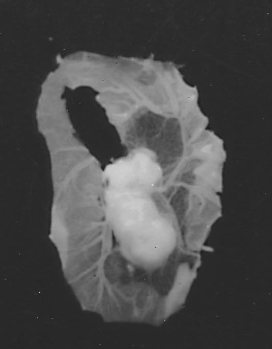Fig. 5 : Malathion treated chick embryo