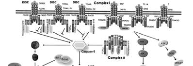 TNFs as cancer drugs: TRAIL story Death receptor signaling Programmed cell death: There are two ways to induce apoptosis Effector caspases (-3, 6, -7) are key molecules in apoptosis and their