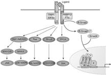 often depends on the concentration of the growth factor Extracellular modulation of TGF- signalling Extracellular inhibitors play a prominent role in