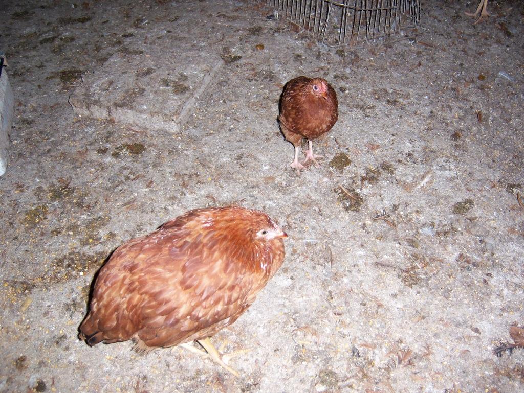 151 152 153 154 Figure 1: Two backyard chickens with coccidiosis in a repurposed swine barn. There are multiple piles of loose stool.