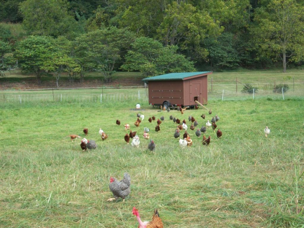 157 158 159 160 Figure 2: Small mobile chicken coop housing numerous birds.