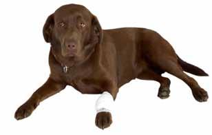 BUSTER TUBULAR BANDAGE This bandage is easy to change. Provides air flow to aid healing. Custum fit for difficult-to-bandage areas (on the limbs).
