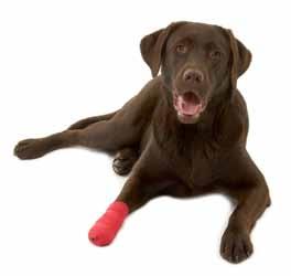 KRUUSE VET-FLEX High quality, self-adhesive and flexible bandage. Easily torn by hand for quick finishing.