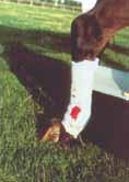 The lower portion of the splint includes a block wedge designed to elevate and support the back of the hoof.
