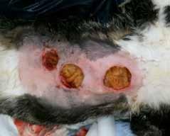 Case study 1 Case History: Breed and Sex: Male domestic short hair Wound location and presentation: Abdominal abscesses as a result of bite wounds.