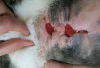 The owners reported that the wounds were now completely healed. Conclusion: This case shows effective use of Kruuse Manuka AD in a heavily contaminated abscessing wound.