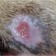 EPITHELIALISING WOUNDS: Objective: Protection of fragile tissue margins and support of any remaining granulation.