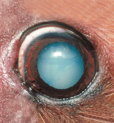 An operating microscope in use A total cataract - the normally black pupil is bluish white Cataract surgery These notes do not cover every aspect of your pet s cataract. What is cataract?