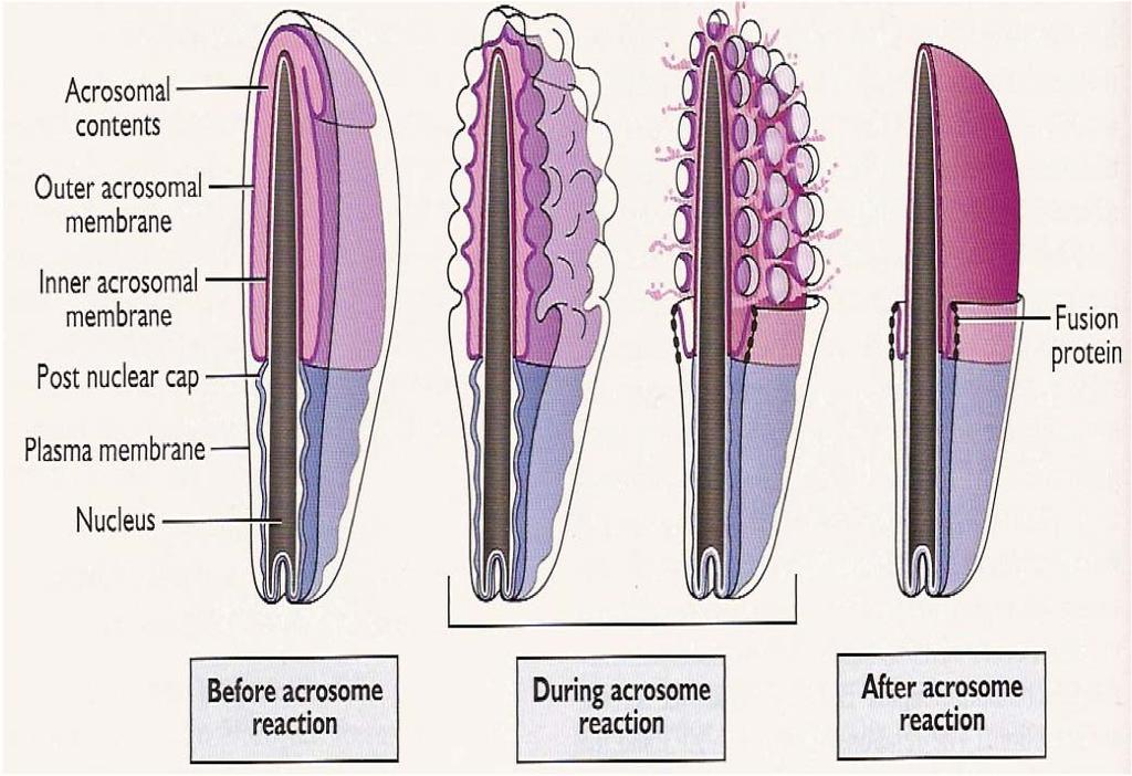 Spermatozoa in female tract Penetration of zona pelucida and sperm-oocyte membrane fusion Schematic