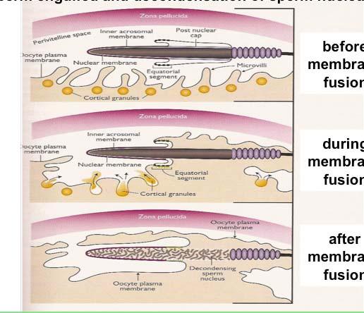 Spermatozoa in female tract Sperm engulfed and decondensation