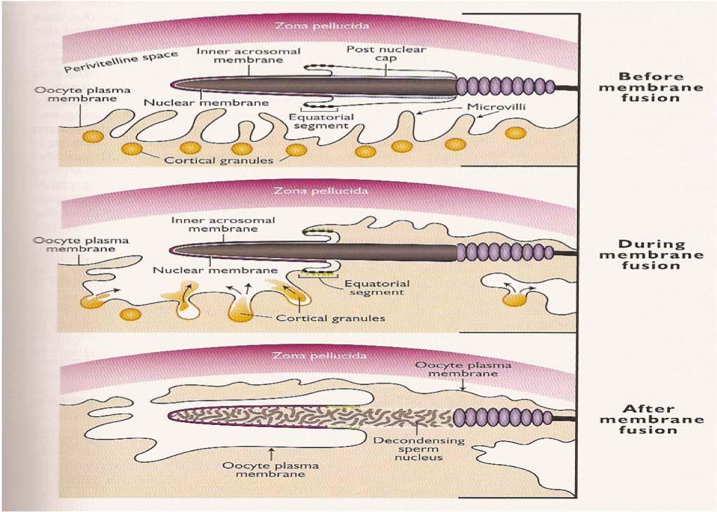 after membrane fusion Illustration of sperm oocyte fusion