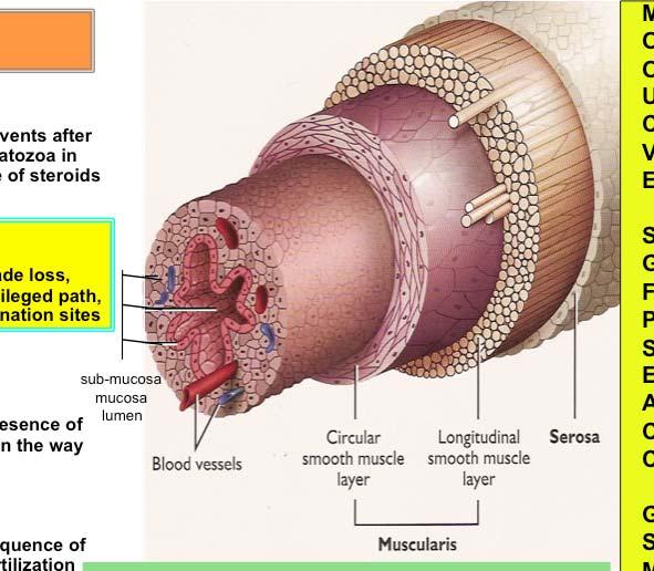 sub-mucosa mucosa lumen The bovine tube and its components: mucosa, submucosa, muscles, serosa Main components: Ovaries Oviduct Uterus Cervix Vagina External genitalia Specific functions: Gametes