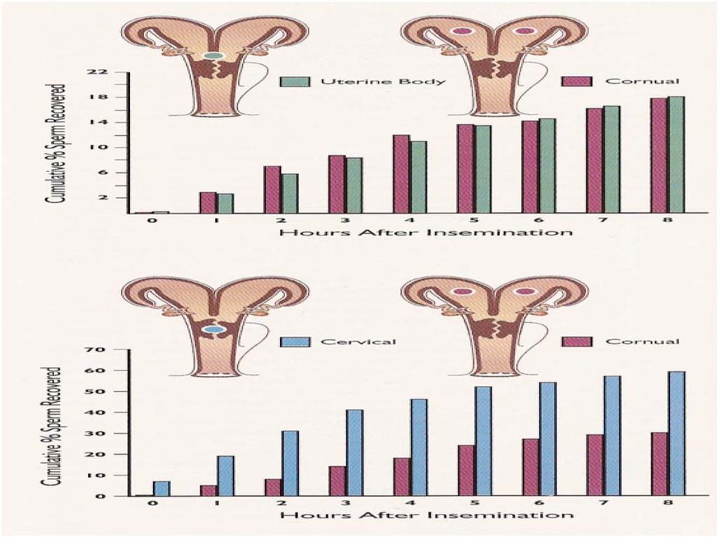 Cumulative % sperm recovered from vagina Insemination into uterine horns can reduce