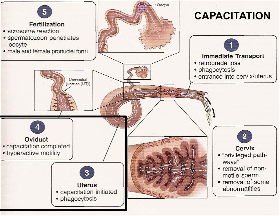 CAPACITATION Spermatozoa in female tract Conceptual