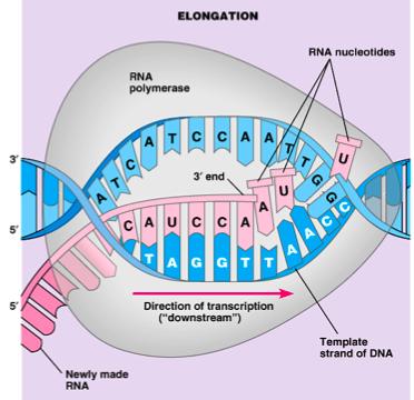 Transcription Elongation RNA transcript separates from template as RNAP