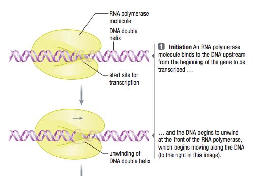 Transcription Initiation RNAP recognize and bind to promoter Key