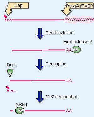 Enhancers and Specific Transcription Factors Proximal control elements located close to the promoter Distal control elements Activators Distal control Enhancer element Promoter TATA box Gene