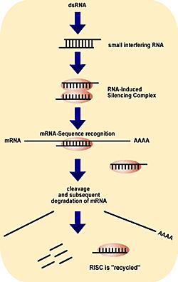 MicroRNAs and Small Interfering RNAs RNA interference (RNAi) Process of inhibition of gene expression by RNA molecules Hairpin mirna Hydrogen bond caused by small interfering Dicer RNAs (sirnas) and
