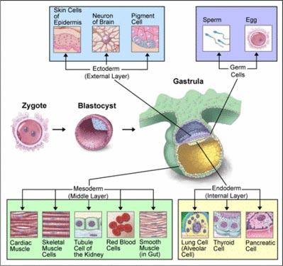 Differential Gene Expression and Cell Differentiation Cell differentiation process by which cells become specialized in structure and function morphogenesis physical processes that give an organism