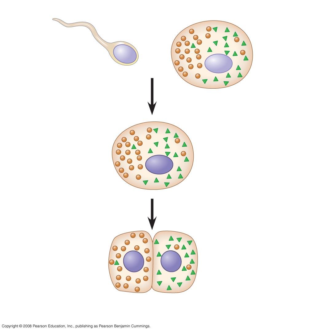 cytoplasm contains Cytoplasmic Determinants RNA, proteins, and other substances that are distributed unevenly in the unfertilized egg Cytoplasmic determinants maternal substances in the egg that