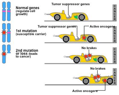 Tumor-Suppressor Genes Tumor-suppressor genes help prevent uncontrolled cell growth Mutations that decrease protein products of tumor-suppressor genes may contribute to cancer onset Tumor-suppressor