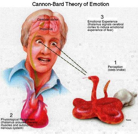 Cannon-Bard Theory of Emotion Says James- Lange theory is full of crap.
