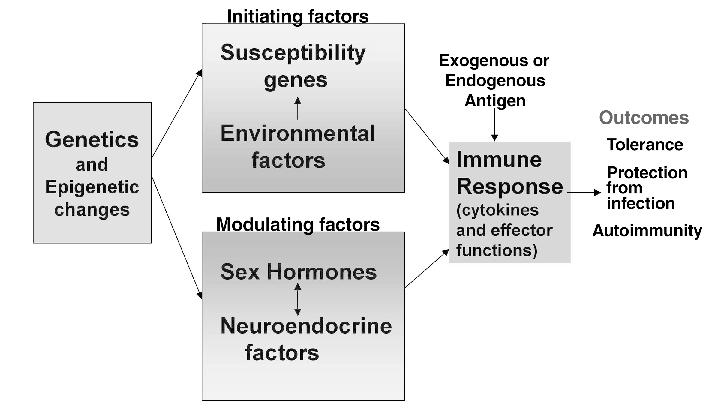 A model for the multifactorial nature of autoimmune disease- Sex hormones represent an
