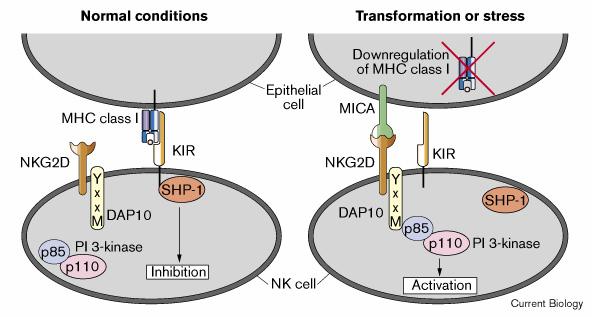 Manu Gupta Figure 5: MICA, NKG2D and NK-cell recognition.