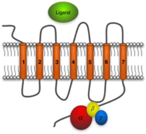 an extracellular N-terminus, and an intracellular C-terminus. 16 A diagram of a GPCR is shown in Figure 2-1. Figure 2-1: G-protein coupled receptor(from berkely.