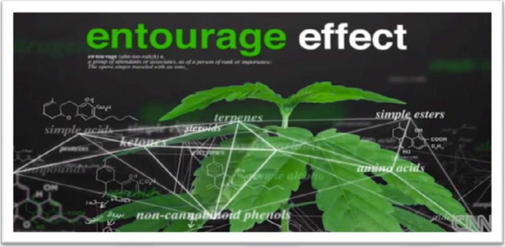 The Entourage Effect All 500 chemical compounds native in cannabis act synergistically to produce a far greater effect than that of single or double active ingredient extraction.