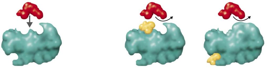 Control of Enzyme Action: Inhibitors Competitive inhibitors