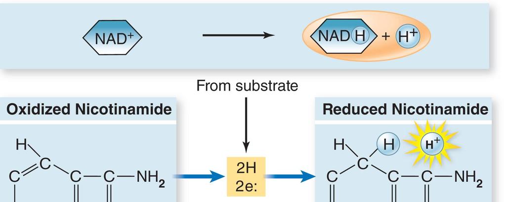 Electron Carriers NAD and FAD are molecular shuttles for e -.