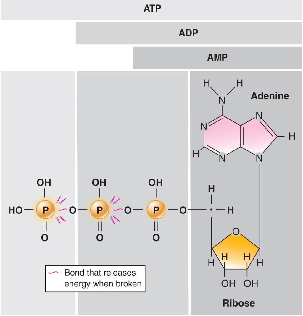ATP ATP hydrolysis powers biosynthesis. Input of energy is required to replenish ATP.