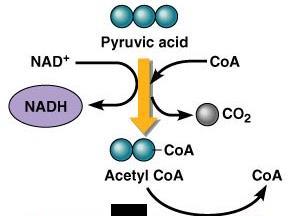 Pyruvate to Acetyl CoA Acetyl group of acetyl-coa enters TCA cycle Transition step Krebs cycle generates ATP and