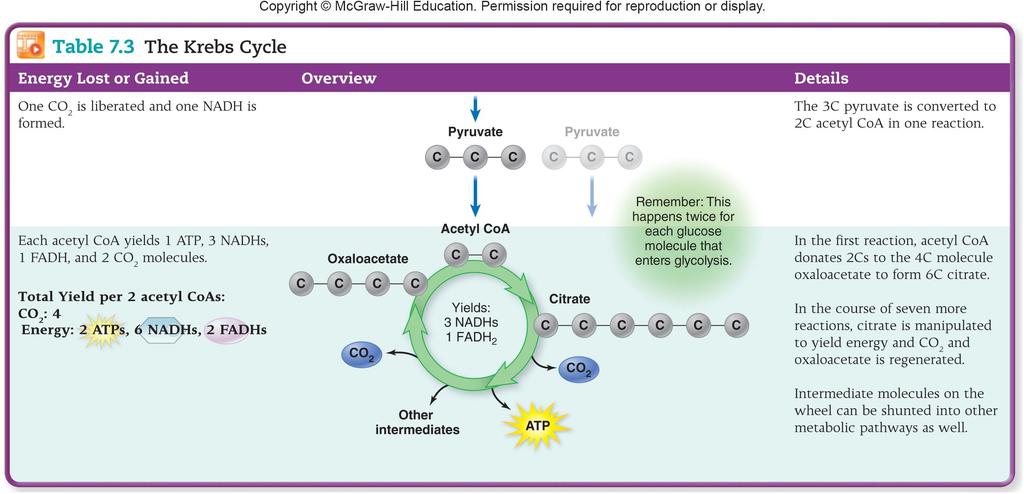 The Krebs Cycle: A Carbon and