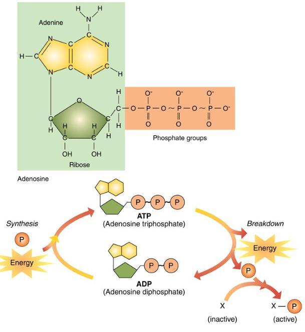 The Generation of ATP Phosphorylation: Substrate level phosphorylation: ATP synthesis via direct transfer of a high-energy PO 4 to ADP.
