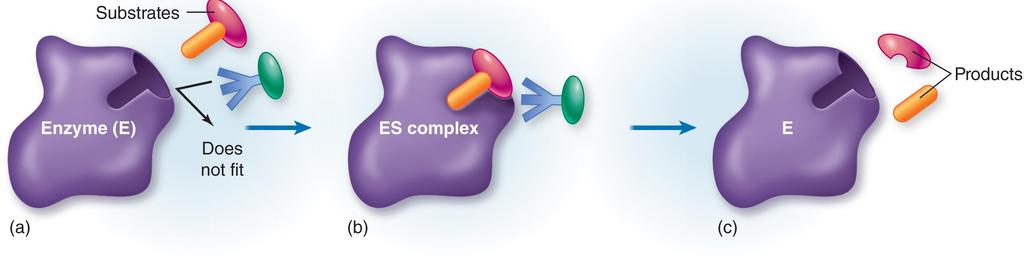 Enzyme Substrate Interaction Active site highly specific Model: Common cofactors: Fe, Mg, Mn Zn Many