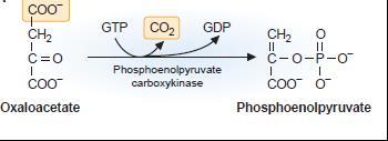 Due to the irreversible reaction of pyruvate dehydrogenase which converts pyruvate into acetyl Co-A.