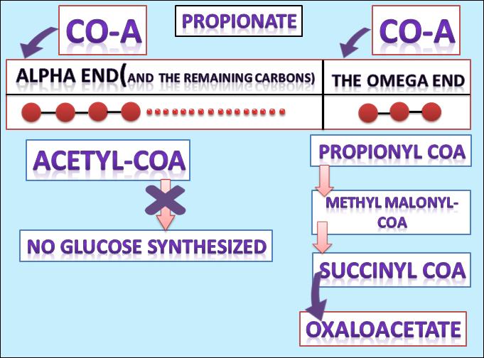 The pathway of generating DHAP: Glycerol is phosphorylated by glycerol kinase to glycerol phosphate which is then oxidized by glycerol phosphate dehydrogenase to Dihydroxyacetone