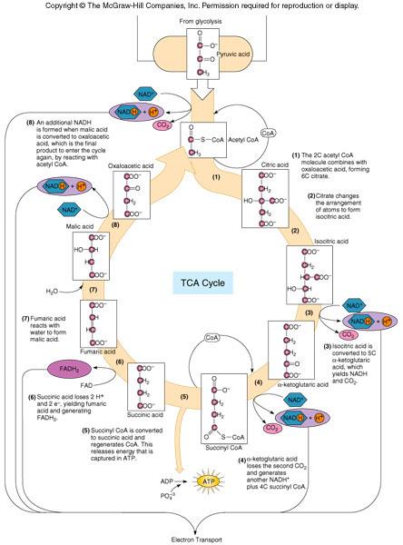 The steps associated with TCA cycle. Fig. 8.